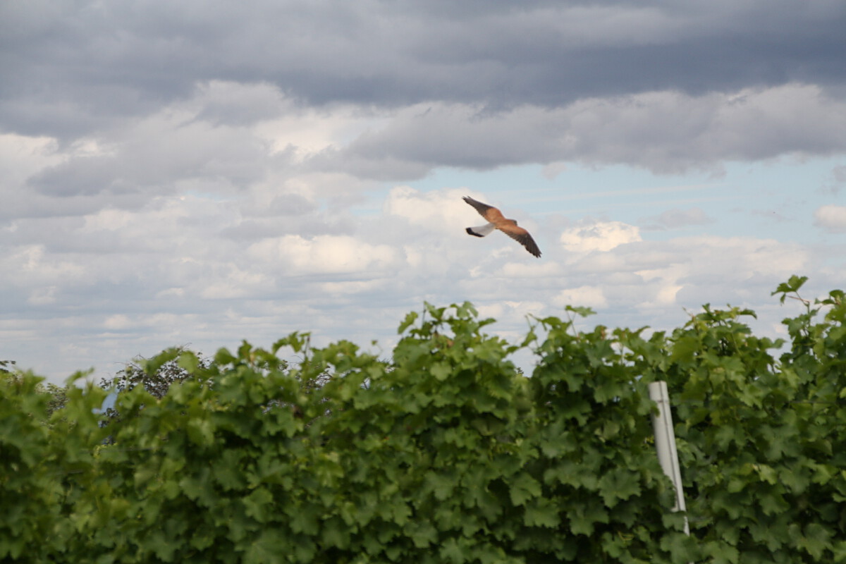 Bild | © Weingut Gerhard Mäurer GdbR