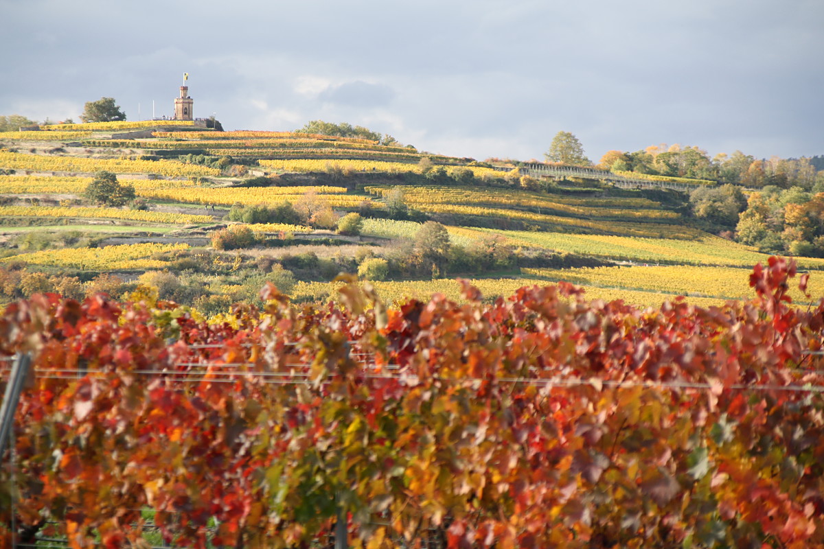 Bild | © Weingut Gerhard Mäurer GdbR