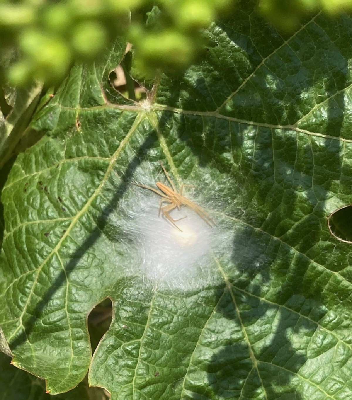Bild | © Weingut Gerhard Mäurer GdbR