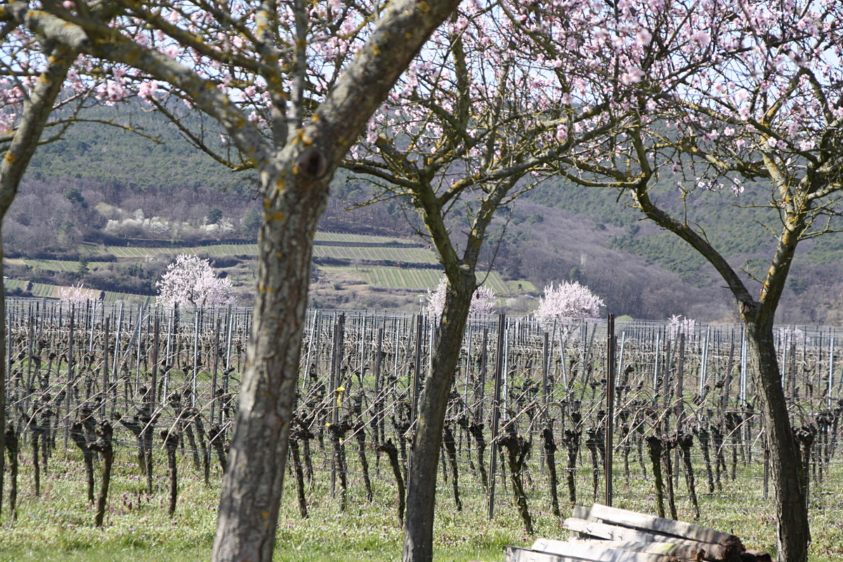 Mandelbäume | © Weingut Gerhard Mäurer GdbR