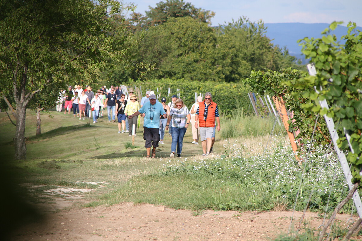 Bild | © Weingut Gerhard Mäurer GdbR