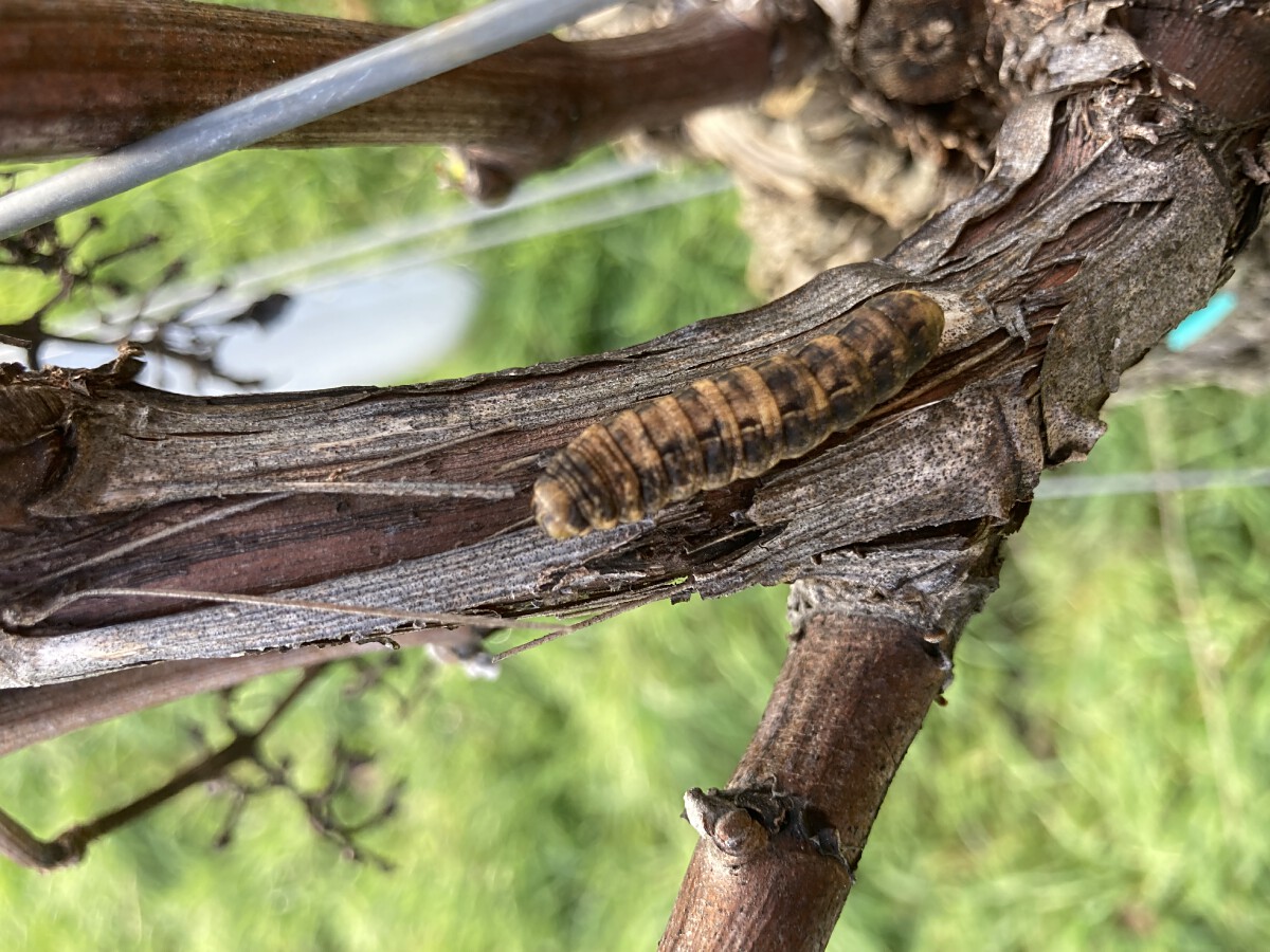 Bild | © Weingut Gerhard Mäurer GdbR