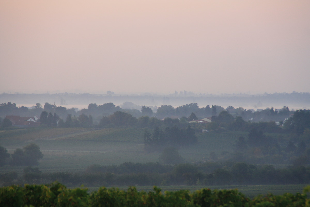 Blick in die Rheinebene | © Weingut Gerhard Mäurer GdbR