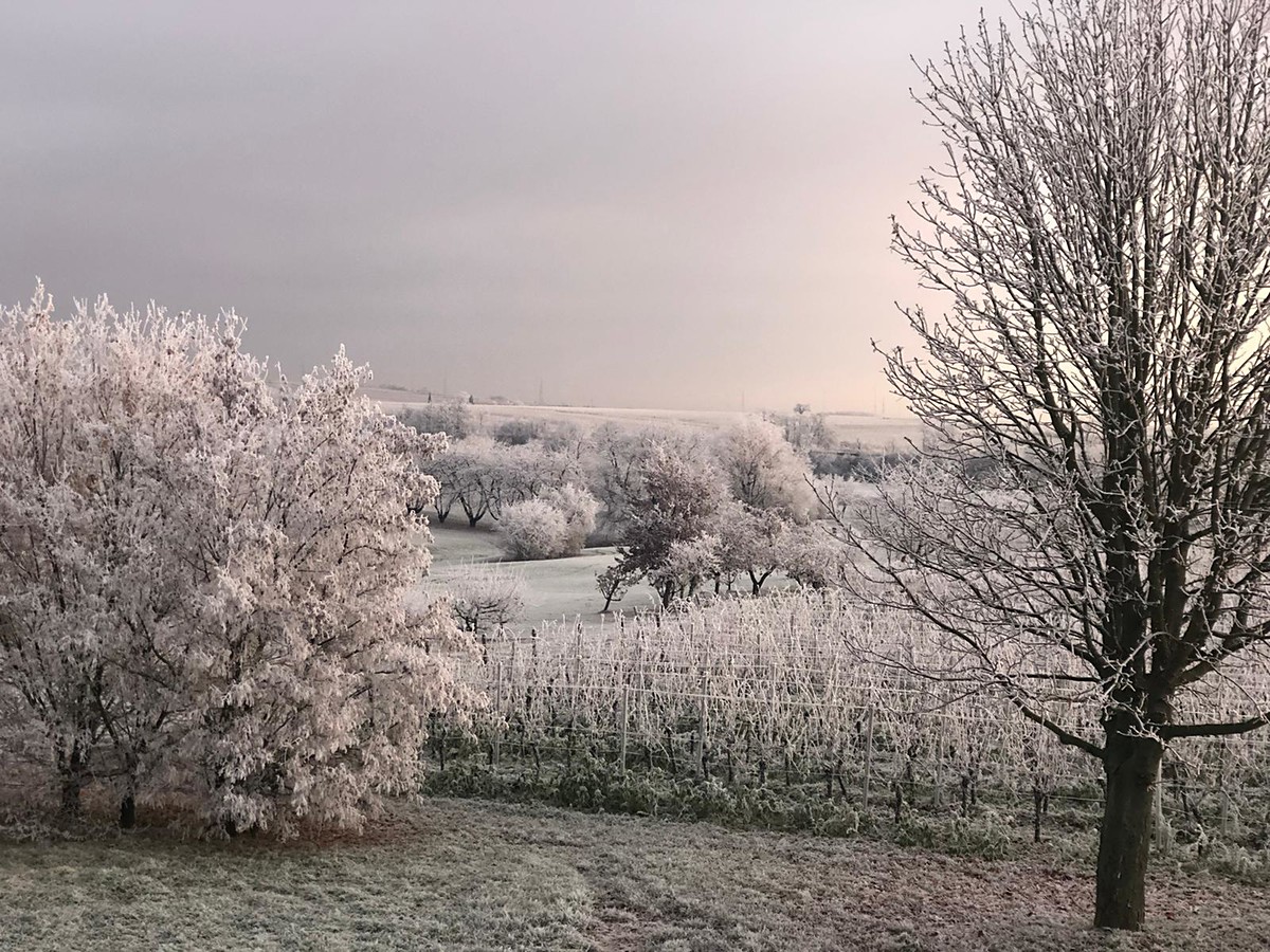 ...auch im Winter schön | © Weingut Gerhard Mäurer GdbR