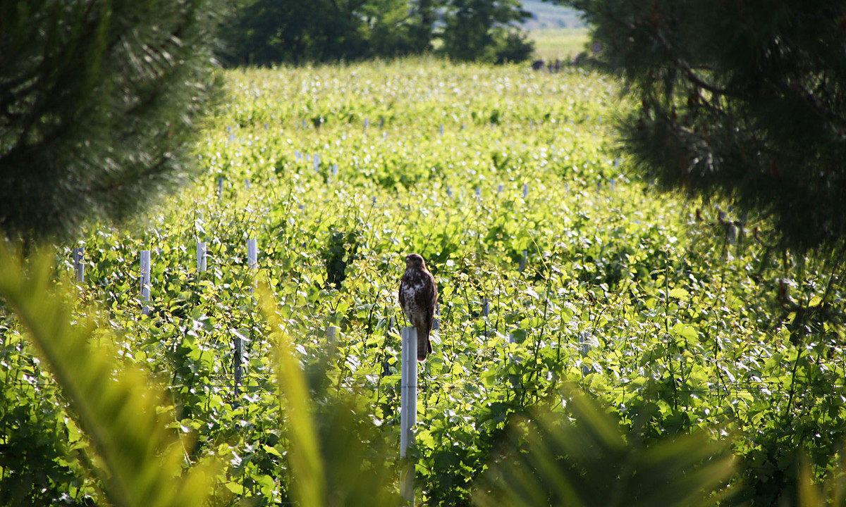 Bild | © Weingut Gerhard Mäurer GdbR