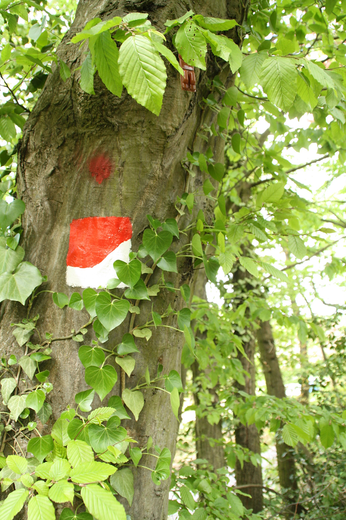 Pfälzer Weinsteig - durch Wald und Flur | © Weingut Gerhard Mäurer GdbR