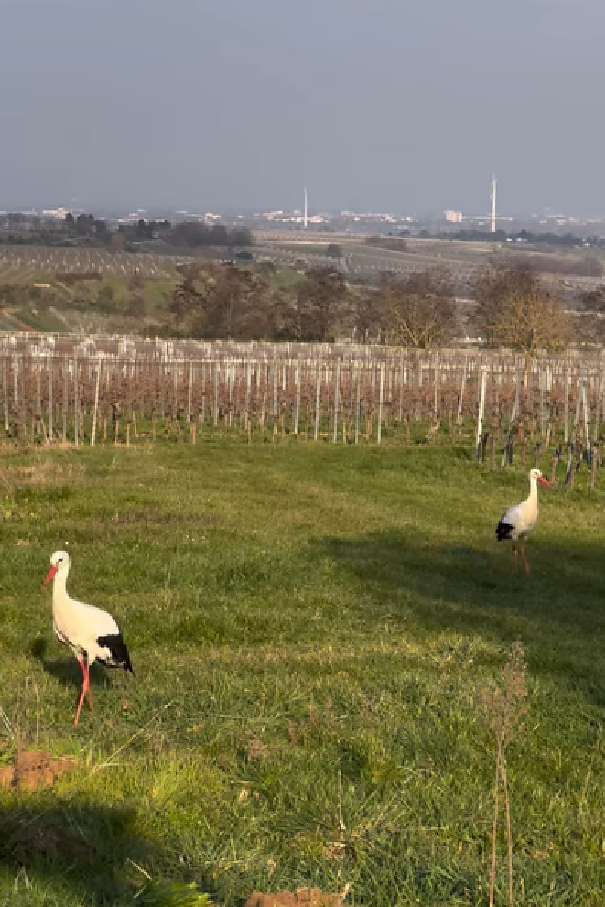 Bild | &copy; Weingut Gerhard Mäurer GdbR
