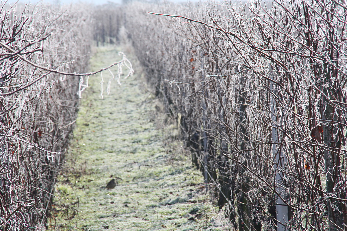 Zuckerguss auf den Reben | © Weingut Gerhard Mäurer GdbR