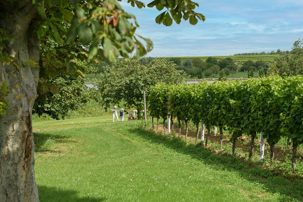 Bild | © Weingut Gerhard Mäurer GdbR
