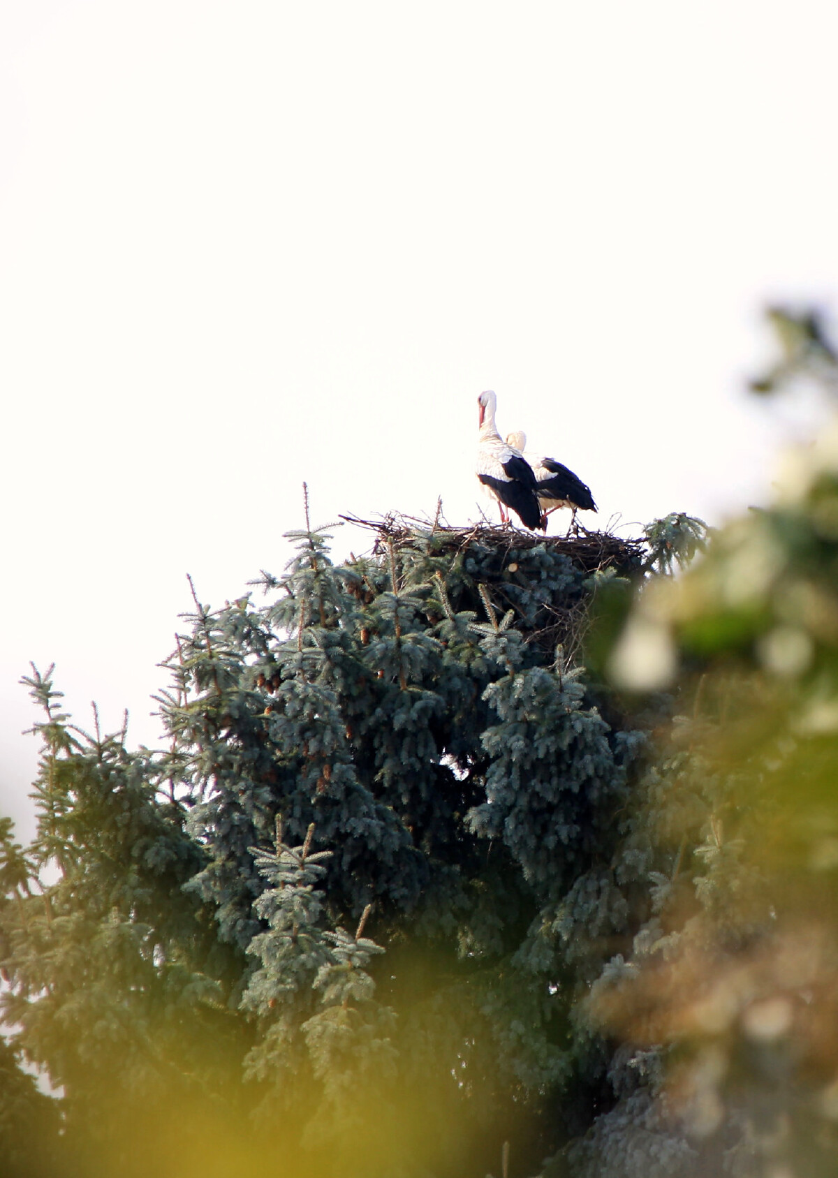 Bild | &copy; Weingut Gerhard Mäurer GdbR